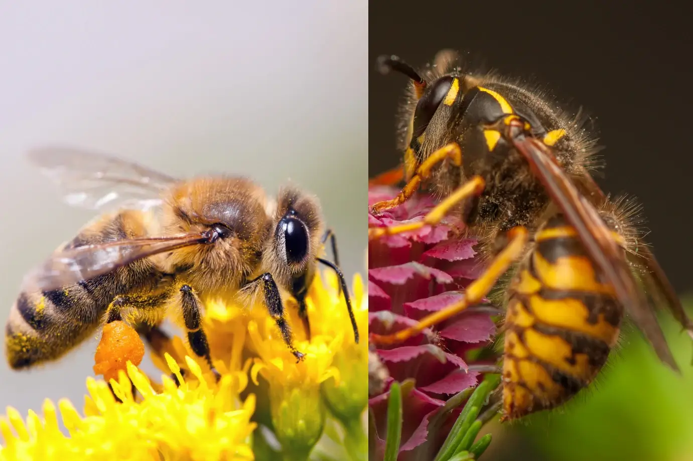 Gibt es Unterschiede zwischen Wespenstichen und Bienenstichen?
