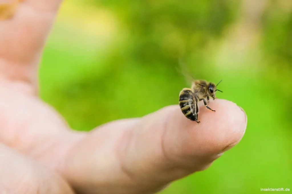 Erste Hilfe Massnahmen bei einem Bienenstich