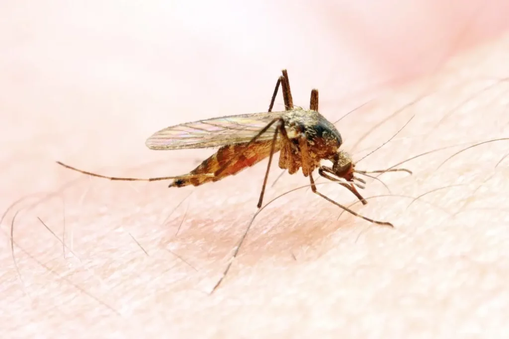 Wie erkenne ich, ob ein Mückenstich sich entzündet hat?